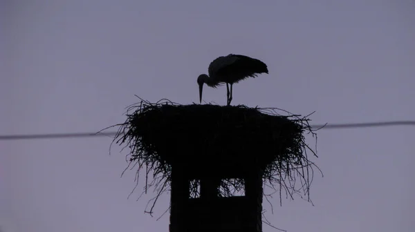 Stork Velký Krásný Pták Sedící Hnízdě Příroda Blízkosti Vesnice Létě — Stock fotografie