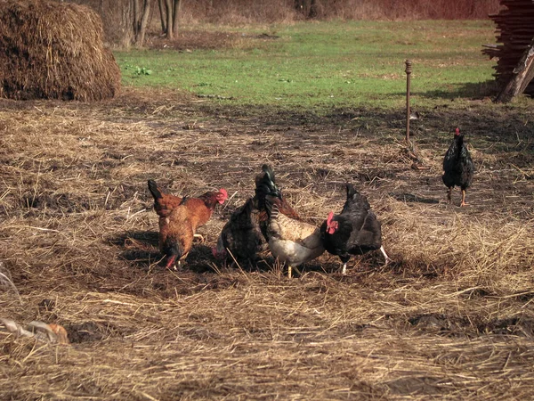 Coq Poules Dans Village Sur Nature Poulets Oiseaux Ferme Avicole — Photo