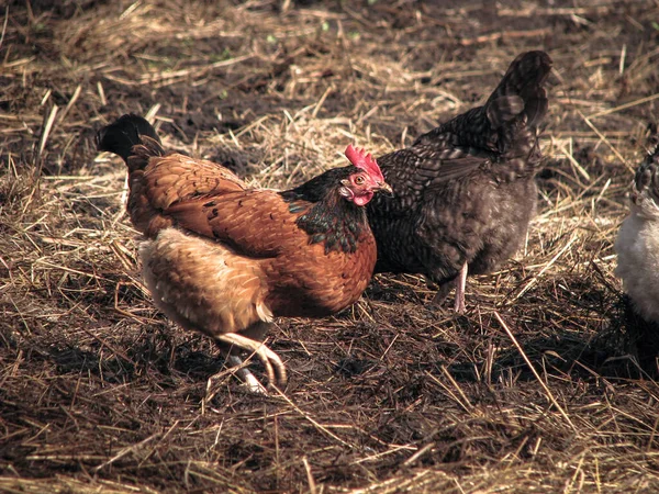 Coq Poules Dans Village Sur Nature Poulets Oiseaux Ferme Avicole — Photo