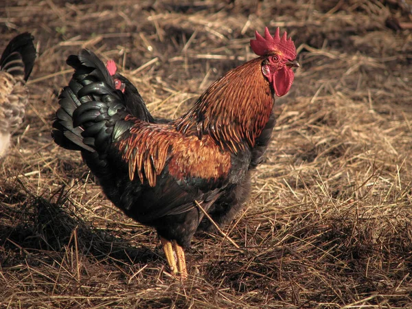 Doğada Horoz Tavuklar Var Tavuk Çiftliğindeki Piliçler Kuşlar Stok Fotoğraf — Stok fotoğraf