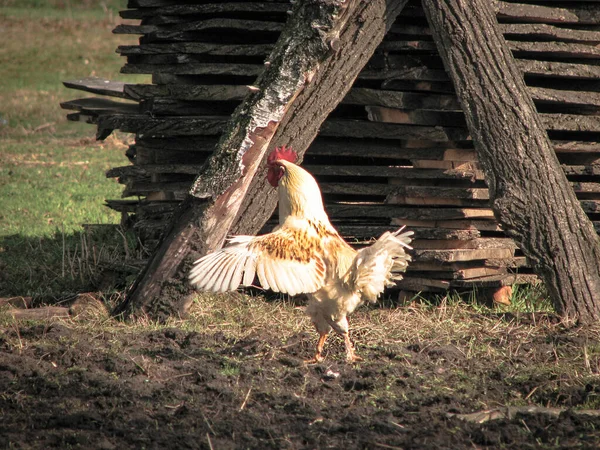 自然の中で村の鶏や鶏 養鶏場の鶏や鳥 ストックフォト背景 — ストック写真
