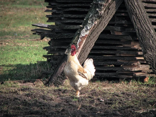 Gallo Gallinas Pueblo Naturaleza Pollos Aves Granja Avícola Fondo Fotos — Foto de Stock