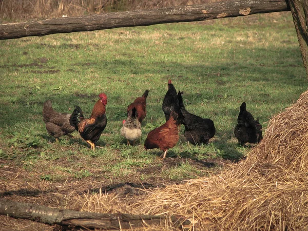 Coq Poules Dans Village Sur Nature Poulets Oiseaux Ferme Avicole — Photo