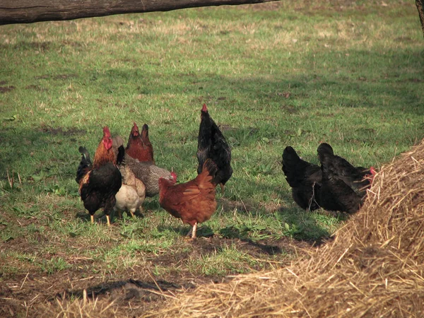 村里的公鸡和母鸡都是关于大自然的 家禽饲养场的鸡和鸟 库存照片背景 — 图库照片
