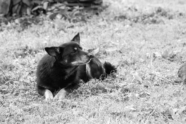 Bonito Animal Estimação Natureza Perto Casa Pobre Cão Sem Abrigo — Fotografia de Stock