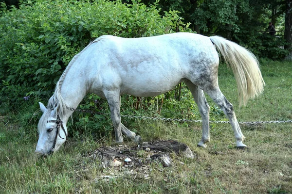 Красивая Скаковая Лошадь Пастбище Деревне Лошадь Природе Рядом Лесом Предыстория — стоковое фото