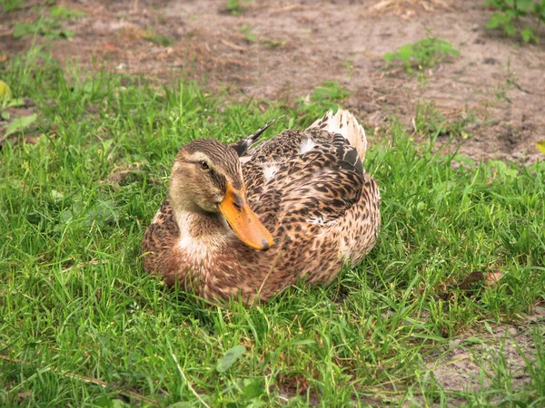 Domestic Duck Farm Land Park Decoration Bird Public Place Stock — Stock Photo, Image