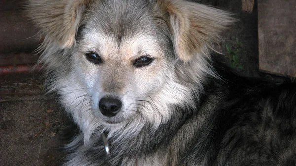 Carino Animale Domestico Sulla Natura Vicino Alla Casa Povero Cane — Foto Stock