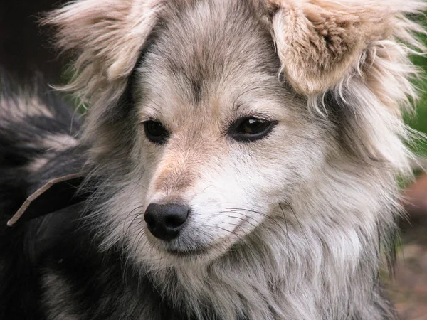 Bonito Animal Estimação Natureza Perto Casa Pobre Cão Sem Abrigo — Fotografia de Stock