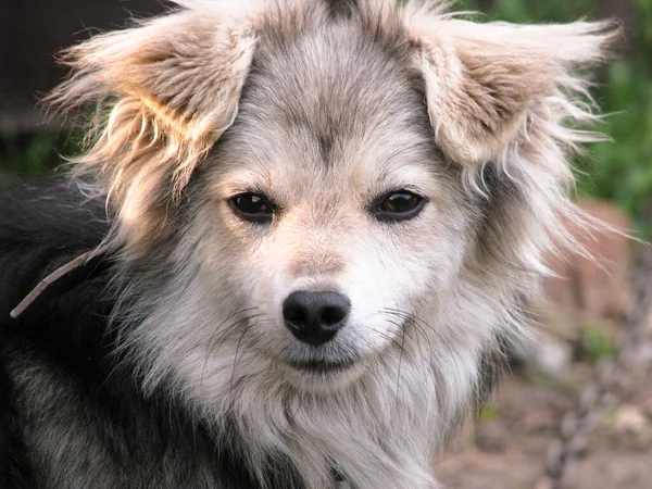 Bonito Animal Estimação Natureza Perto Casa Pobre Cão Sem Abrigo — Fotografia de Stock
