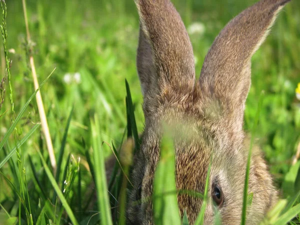 Hermoso Conejo Doméstico Decorativo Prado Come Una Mascota Naturaleza Aire — Foto de Stock