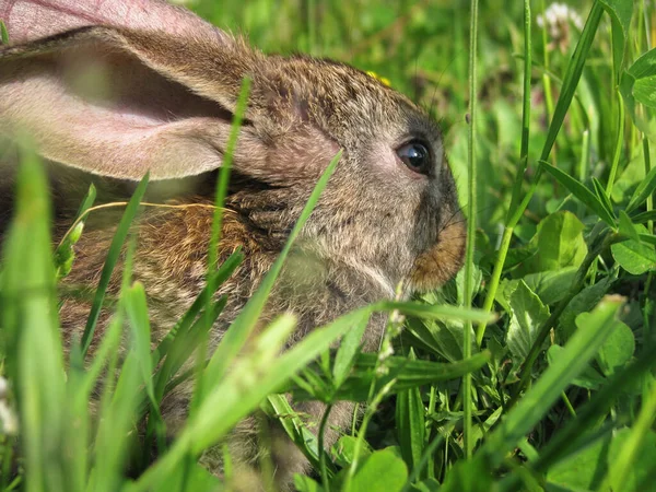 Hermoso Conejo Doméstico Decorativo Prado Come Una Mascota Naturaleza Aire —  Fotos de Stock