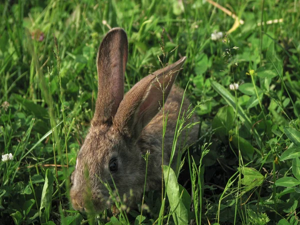 Hermoso Conejo Doméstico Decorativo Prado Come Una Mascota Naturaleza Aire — Foto de Stock