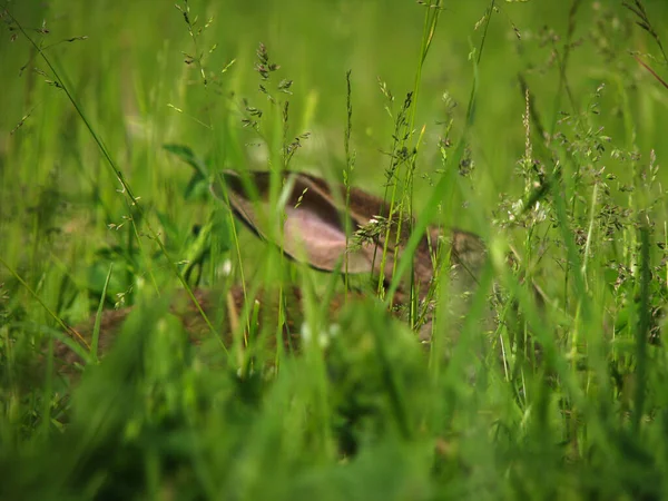 Beau Lapin Domestique Décoratif Sur Une Prairie Mange Animal Compagnie — Photo