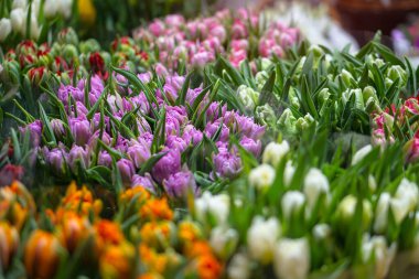 Tatil için toplanmış bir buketteki bir mağazada çok renkli laleler. Genç kadınlar ve kadınlar gününde bir hediye. Çiçekli tarla. İş için stok fotoğrafı