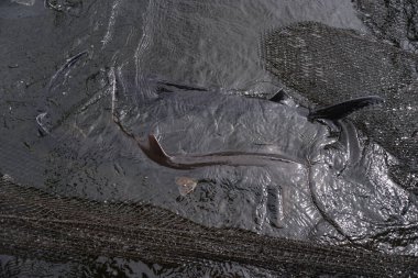 Sturgeon balıkçı ağına yakalanmış. Balıkçılık ve balık avlama. Yiyecek endüstriyel ölçekte geri çekiliyor. Tasarım için stok arkaplanı.