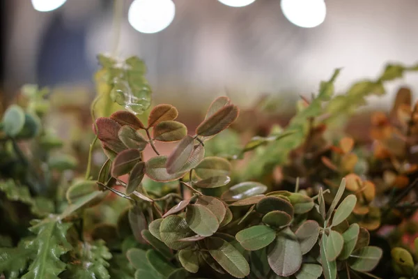 Decorative plants in a cafe or restaurant. Flowerpot on a background of beautiful bokeh. Stock photo for design.