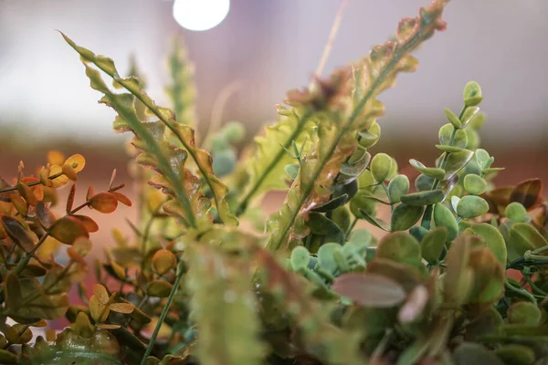 Декоративные Растения Кафе Ресторане Цветочный Горшок Фоне Прекрасного Боке Фондовое — стоковое фото