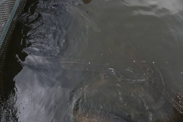 Sturgeon Fue Atrapado Una Red Pescadores Pesca Pescado Capturado Retiros — Foto de Stock