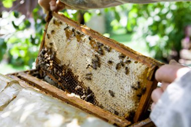 Arı ve bal ile petek