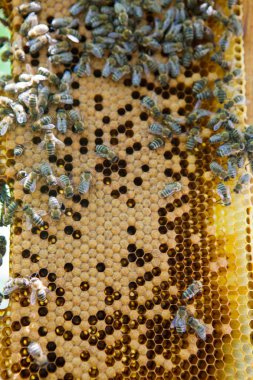 Bees swarm on a honeycomb clipart