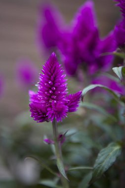 Güneş (Celosia argentea açık büyüyen cockscomb çiçek benekli)  