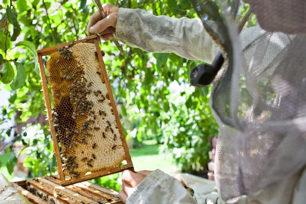 Бджоляр Бджолою Колонією — стокове фото