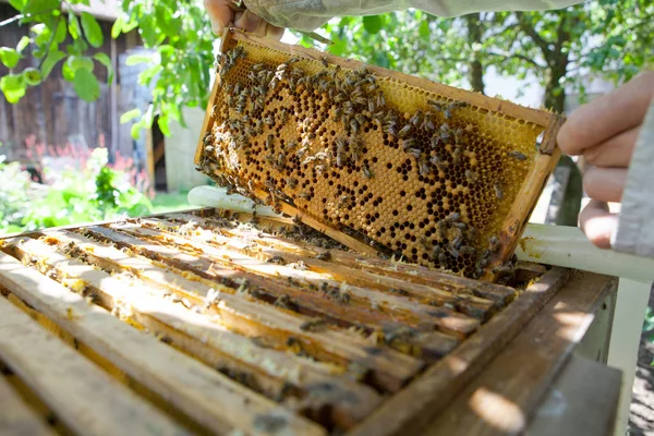 Соты Пчелами Медом — стоковое фото