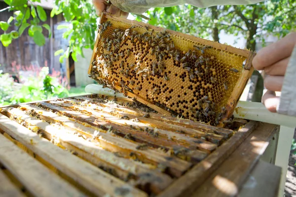 Panal Con Abejas Miel — Foto de Stock