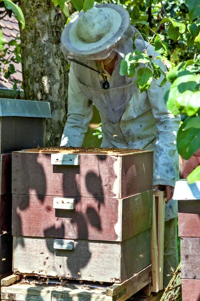 Méhcsalád Méhek Állattartó — Stock Fotó