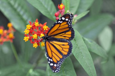 Kral Kelebeği (danaus plexippus))