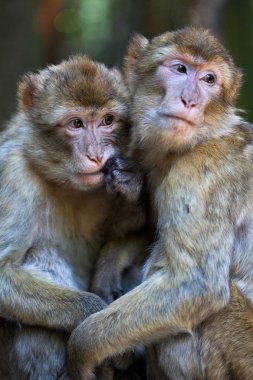 Brown Barbery maymunlar aşinalık