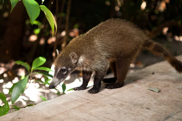 Very Cute White Nosed Coati — Stock Photo, Image