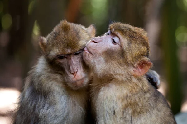 Dua Cinta Kera Barbery — Stok Foto