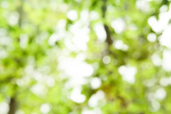 Doğa arka plan / ağaç