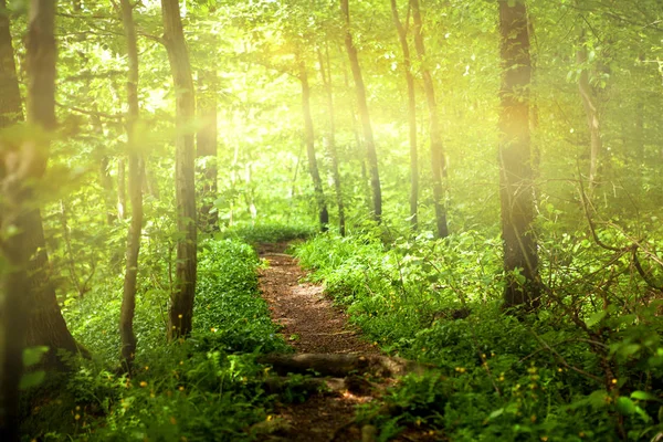 Güneş ışığı ile orman patika