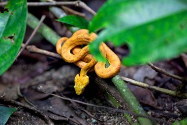 Sarı kirpik Palm çukur engerek / Bothriechis schlegelii / Kosta Rika / Cahuita