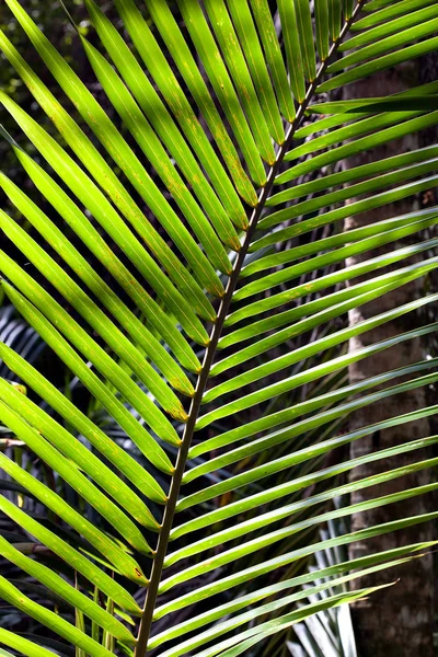 コスタリカの熱帯雨林のシダのクローズ アップ ビュー — ストック写真
