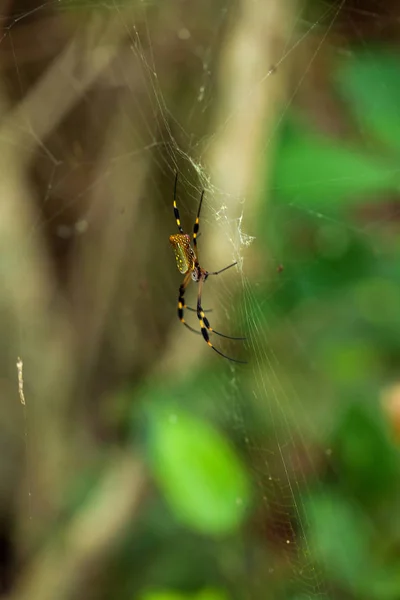 Золотистый Шелкопряд Коста Рика Nephila Clavipes — стоковое фото