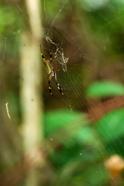 Золотистый Шелкопряд Коста Рика Nephila Clavipes — стоковое фото