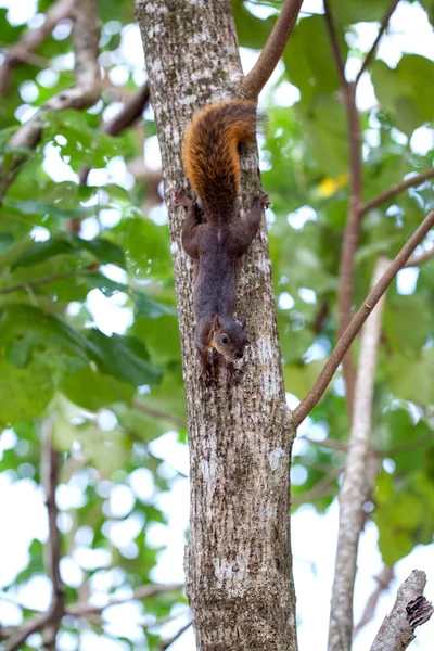 Veveriță Coadă Roșie Costa Rica Cahuita — Fotografie, imagine de stoc