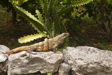 Mexican Iguana resting on a rock in Chichen Itza clipart