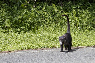 Çok sevimli beyaz burunlu Coati (Kosta Rika)