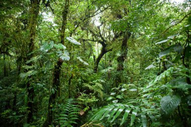 Monteverde cloud forest, costa rica clipart
