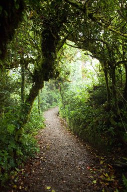 Yol Monteverde bulut ormandaki Kosta Rika
