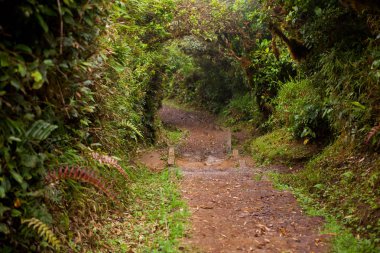 Yol Monteverde bulut ormandaki Kosta Rika