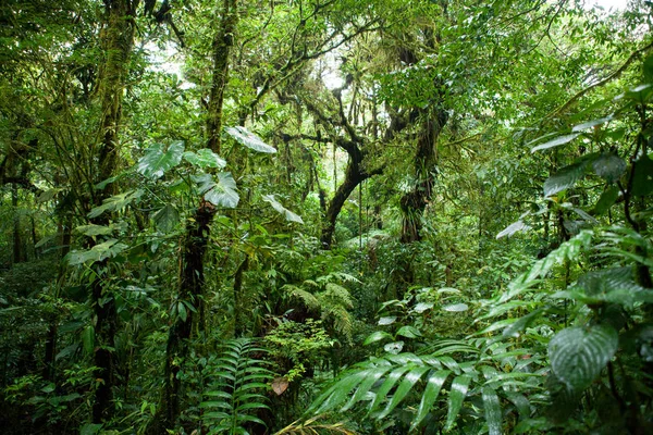 Monteverde Nebelwald Costa Rica — Stockfoto