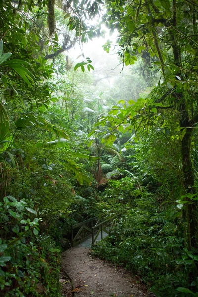 Camino Bosque Nuboso Monteverde Costa Rica — Foto de Stock