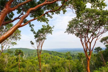 Pinar del Rio eyaletinde, Küba'da Las Terrazas görünümünü