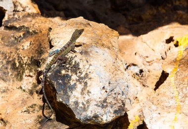 Küba: Kahverengi kertenkele kaya